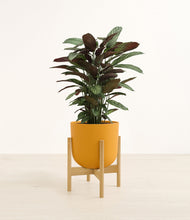 Load image into Gallery viewer, Sunset Orange stand:bamboo
