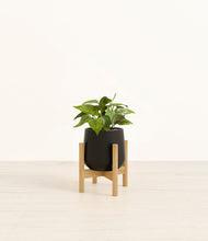Load image into Gallery viewer, Black stand:bamboo
