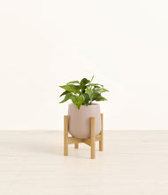 Load image into Gallery viewer, Eternal Gray stand:bamboo
