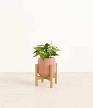 Load image into Gallery viewer, Calm Rose stand:bamboo
