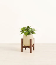 Load image into Gallery viewer, Almond Green stand:walnut
