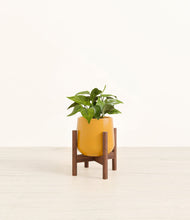 Load image into Gallery viewer, Mustard stand:walnut

