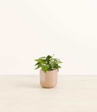 Load image into Gallery viewer, Glossy Pink*****Profile
