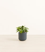 Load image into Gallery viewer, Iron Gray*****Profile
