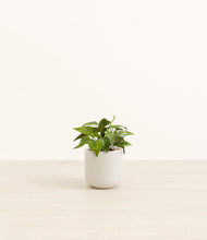 Load image into Gallery viewer, Cotton White*****Profile
