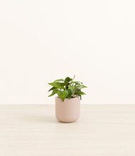 Load image into Gallery viewer, Sandy Pink*****Profile
