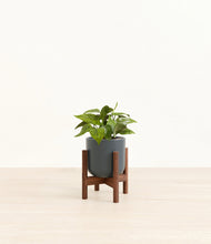 Load image into Gallery viewer, Iron Gray stand:walnut
