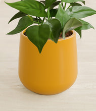 Load image into Gallery viewer, Mustard stand:all
