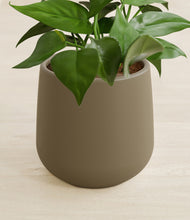 Load image into Gallery viewer, Olive stand:all
