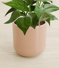 Load image into Gallery viewer, Glossy Pink stand:all
