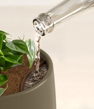 Lade das Bild in den Galerie-Viewer, Olive stand:all
