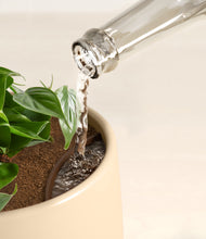 Lade das Bild in den Galerie-Viewer, Almond Green stand:all
