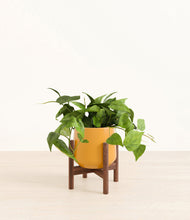 Lade das Bild in den Galerie-Viewer, Mustard stand:walnut
