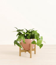 Load image into Gallery viewer, Calm Rose stand:bamboo
