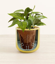 Load image into Gallery viewer, Key Lime Yellow stand:all
