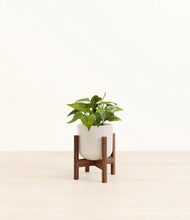 Load image into Gallery viewer, Snowdrift White stand:walnut
