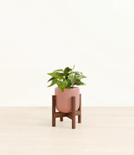 Load image into Gallery viewer, Striped Rose Pink stand:walnut
