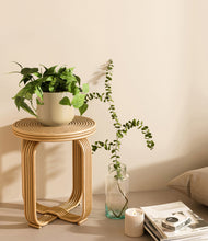 Lade das Bild in den Galerie-Viewer, Almond Green
