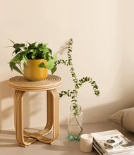 Lade das Bild in den Galerie-Viewer, Mustard
