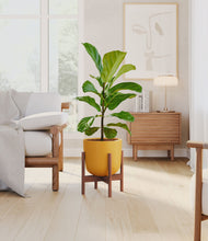Load image into Gallery viewer, Sunset Orange stand:walnut
