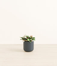 Load image into Gallery viewer, Iron Gray*****Profile
