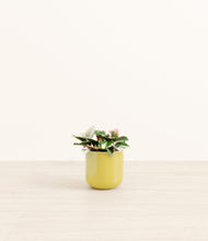 Load image into Gallery viewer, Key Lime Yellow*****Profile
