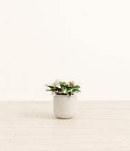 Load image into Gallery viewer, Cotton White*****Profile
