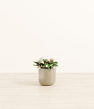 Load image into Gallery viewer, Sage Green*****Profile
