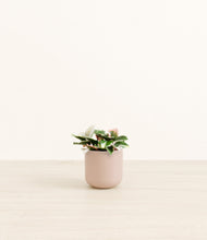 Load image into Gallery viewer, Sandy Pink*****Profile

