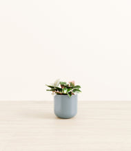 Load image into Gallery viewer, Misty Blue*****Profile
