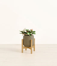 Load image into Gallery viewer, Olive stand:bamboo
