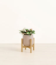 Load image into Gallery viewer, Eternal Gray stand:bamboo
