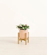 Load image into Gallery viewer, Gentle Pink stand:bamboo
