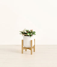 Load image into Gallery viewer, White stand:bamboo
