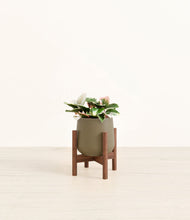 Load image into Gallery viewer, Olive stand:walnut
