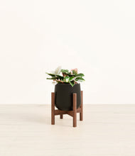 Load image into Gallery viewer, Black stand:walnut

