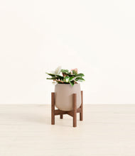 Load image into Gallery viewer, Eternal Gray stand:walnut
