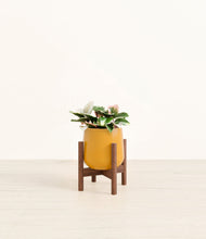 Load image into Gallery viewer, Mustard stand:walnut
