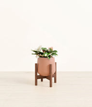 Load image into Gallery viewer, Calm Rose stand:walnut
