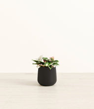 Load image into Gallery viewer, Black*****Profile

