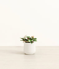 Load image into Gallery viewer, White*****Profile
