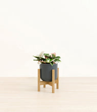 Load image into Gallery viewer, Iron Gray stand:bamboo
