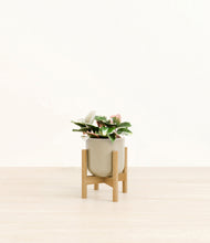 Load image into Gallery viewer, Sage Green stand:bamboo
