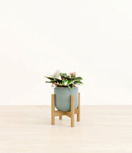 Load image into Gallery viewer, Reactive Aqua stand:bamboo
