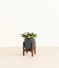 Load image into Gallery viewer, Iron Gray stand:walnut
