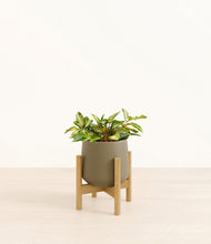 Load image into Gallery viewer, Olive stand:bamboo
