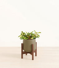 Load image into Gallery viewer, Olive stand:walnut
