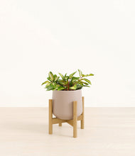 Load image into Gallery viewer, Eternal Gray stand:bamboo
