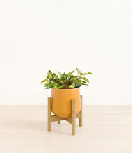 Load image into Gallery viewer, Mustard stand:bamboo
