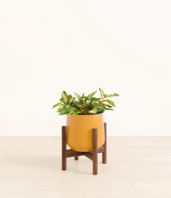 Load image into Gallery viewer, Mustard stand:walnut
